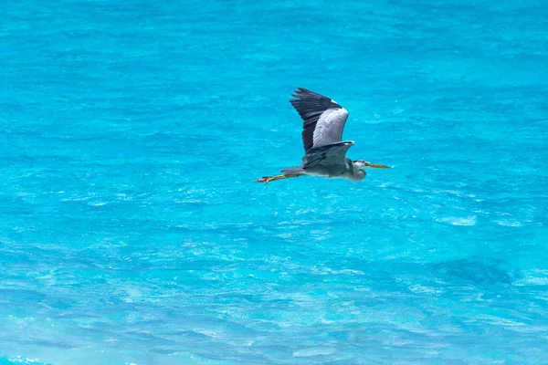 Close Beautiful Heron Flying Tropical Sea Impressive Image Any Use — Foto de Stock