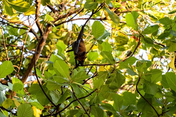 Близько Красивої Літаючої Лисиці Звисає Догори Ногами Тропічній Рослині Вражаюче — стокове фото