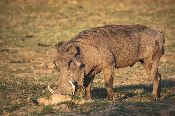 Primer Plano Enorme Jabalí Comiendo Sabana — Foto de Stock