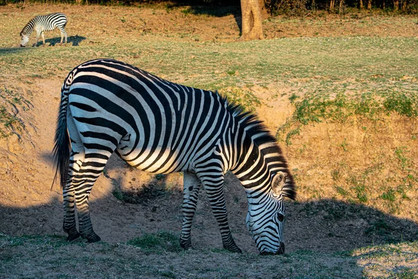 Close Uma Maravilhosa Zebra Comendo Savana — Fotografia de Stock