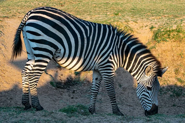 Egy Közeli Kép Egy Csodálatos Zebráról Amint Szavannában Eszik — Stock Fotó