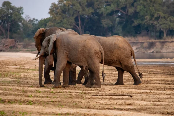 Incroyable Gros Plan Énormes Éléphants Déplaçant Sur Les Rives Sablonneuses — Photo