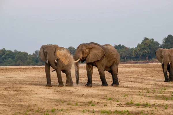 Удивительный Крупный План Огромных Слонов Движущихся Песчаным Берегам Африканской Реки — стоковое фото