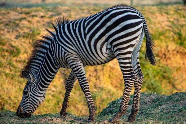 Close Uma Maravilhosa Zebra Comendo Savana — Fotografia de Stock