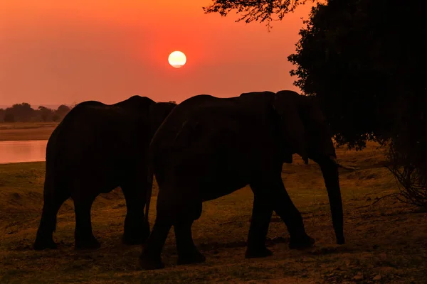 Удивительный Крупный План Огромных Слонов Движущихся Песчаным Берегам Африканской Реки — стоковое фото
