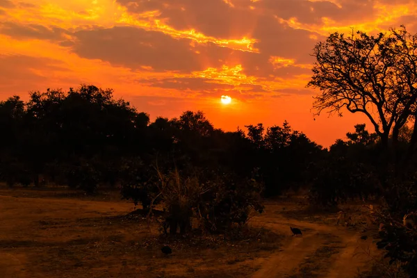 Una Vista Increíble Clásica Puesta Sol Africana — Foto de Stock