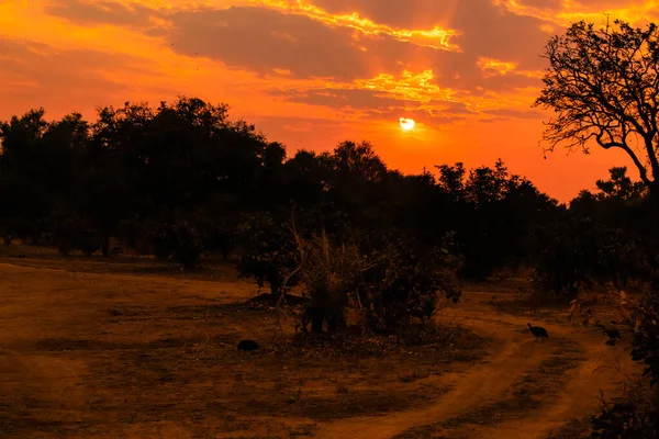 Una Vista Increíble Clásica Puesta Sol Africana — Foto de Stock