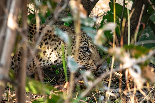 Close Leopardo Comendo Uma Impala Mato — Fotografia de Stock
