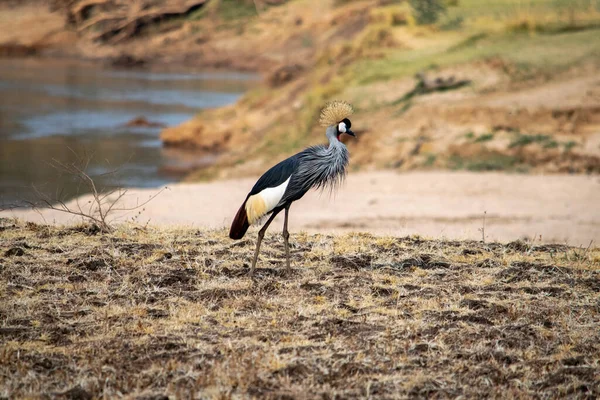 アフリカの川の砂州の上の素晴らしい灰色の冠鶴のクローズアップ — ストック写真