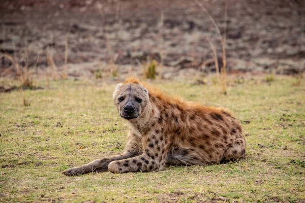 Een Prachtige Close Van Gevlekte Hyena Savanne — Stockfoto