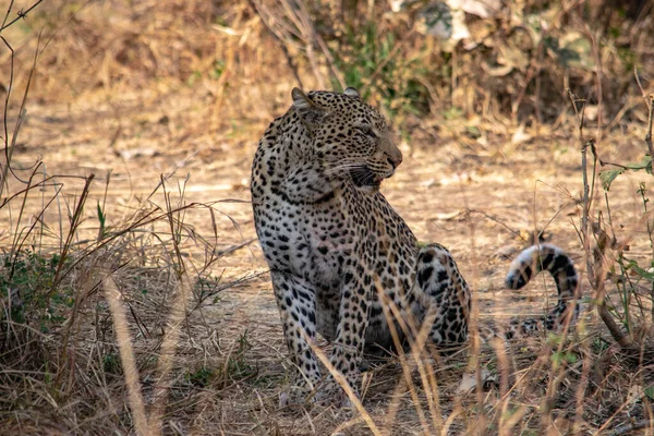 Close Leopardo Descansando Mato Depois Comer — Fotografia de Stock