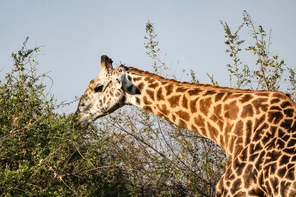 Primo Piano Una Gigantesca Giraffa Che Mangia Nel Cespuglio — Foto Stock