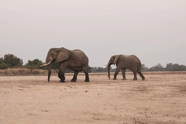 Asombroso Primer Plano Enormes Elefantes Moviéndose Las Orillas Arena Río — Foto de Stock