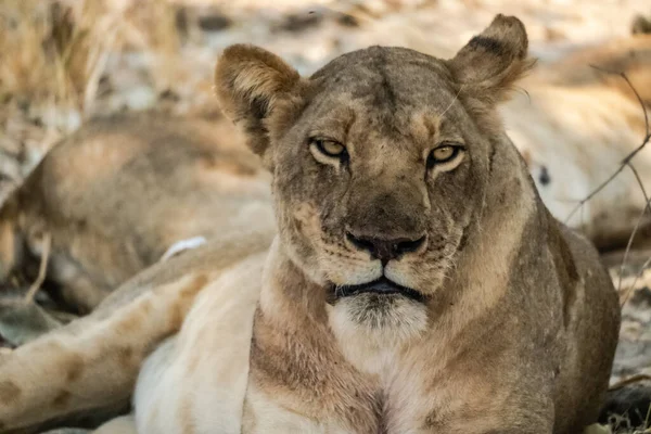 A close-up of a beautiful lioness resting after hunting