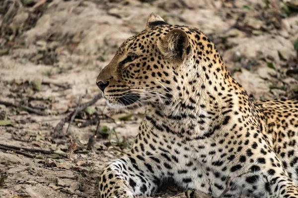 Primer Plano Leopardo Descansando Arbusto Después Comer —  Fotos de Stock