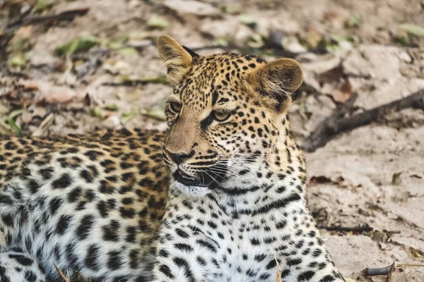 Close Filhote Leopardo Descansando Mato Depois Comer — Fotografia de Stock