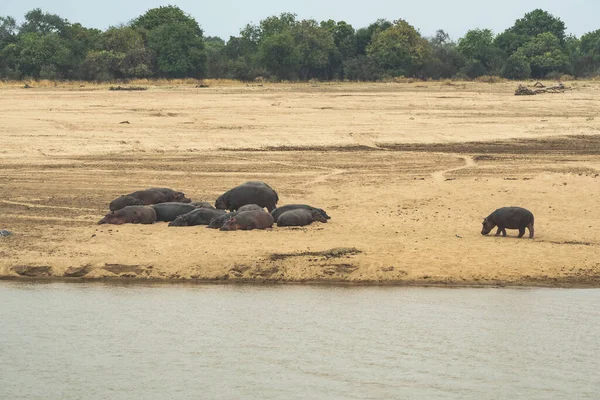 Una Vista Increíble Grupo Hipopótamos Descansando Las Orillas Arena Río — Foto de Stock