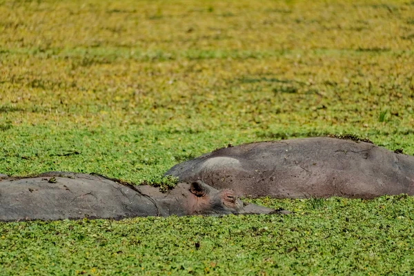 Una Vista Increíble Grupo Hipopótamos Descansando Una Laguna Africana — Foto de Stock