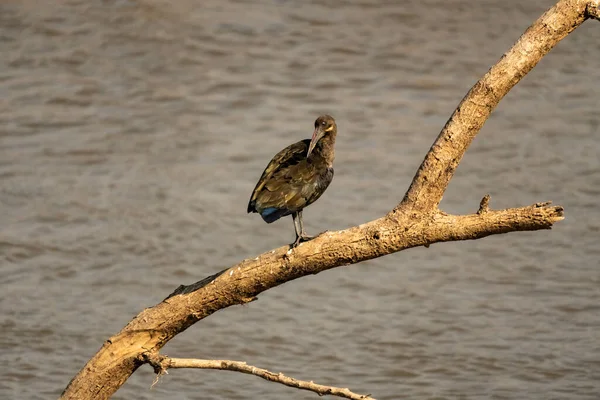 Primer Plano Maravilloso Ibis Hadada Pie Sobre Árbol — Foto de Stock