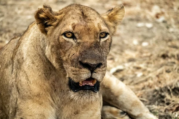 A close-up of a beautiful lioness resting after hunting