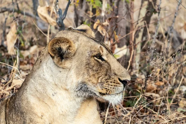 A close-up of a beautiful lioness resting after hunting