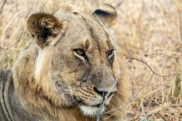 A close-up of a beautiful lion resting after hunting