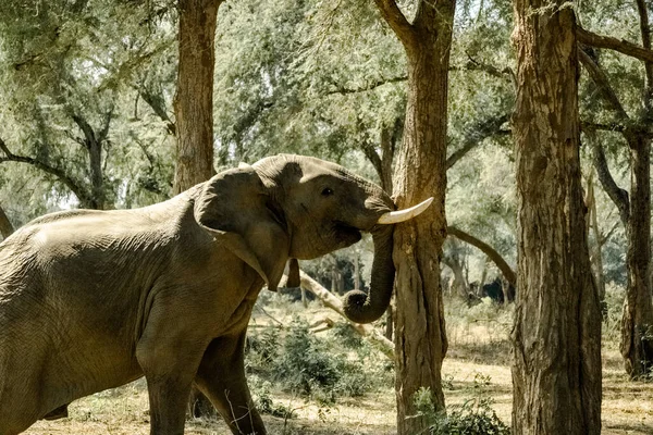 Niesamowite Zbliżenie Ogromnego Słonia Potrząsającego Drzewem Krzakach — Zdjęcie stockowe