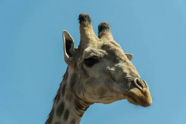 Close Rosto Enorme Girafa Comendo Mato — Fotografia de Stock
