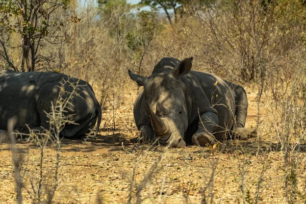Primer Plano Dos Enormes Rinocerontes Descansando Sabana — Foto de Stock
