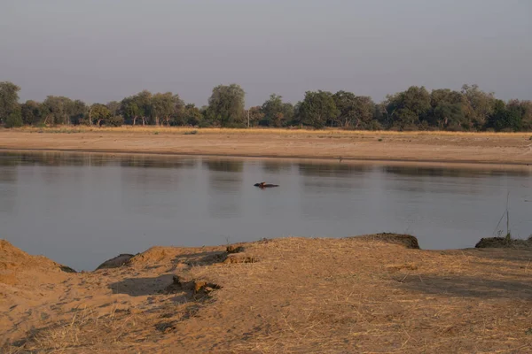 Удивительный Вид Группу Бегемотов Отдыхающих Африканской Реке — стоковое фото
