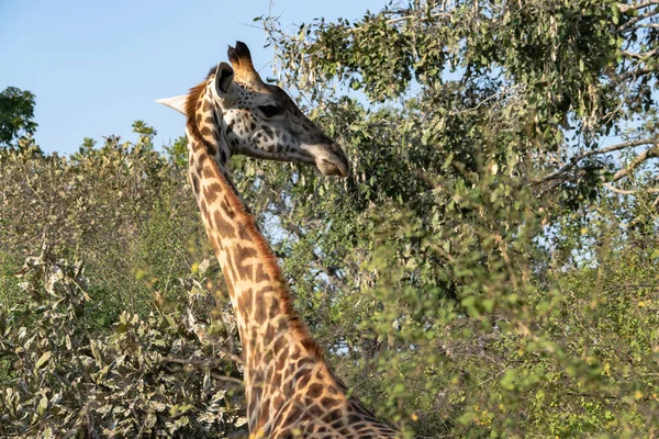 Großaufnahme Einer Riesigen Giraffe Die Busch Frisst — Stockfoto