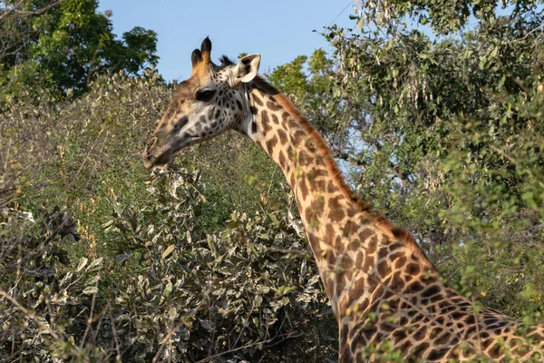 Close Uma Enorme Girafa Comendo Mato — Fotografia de Stock