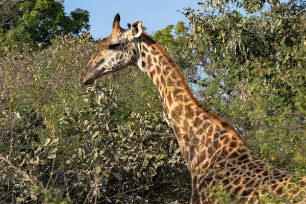 Primo Piano Una Gigantesca Giraffa Che Mangia Nel Cespuglio — Foto Stock