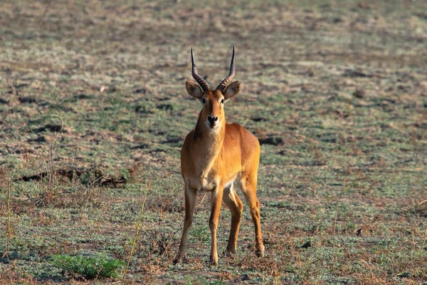 Increíble Primer Plano Enorme Puku Masculino Pie Arbusto Africano — Foto de Stock