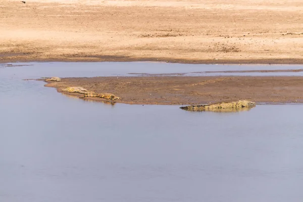 Priveliște Labirint Unui Grup Crocodili Care Odihnesc Malul Nisipos Unui — Fotografie, imagine de stoc