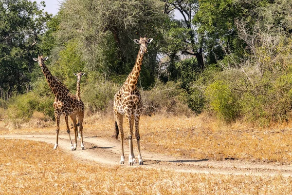 Gros Plan Groupe Girafes Mangeant Dans Brousse — Photo