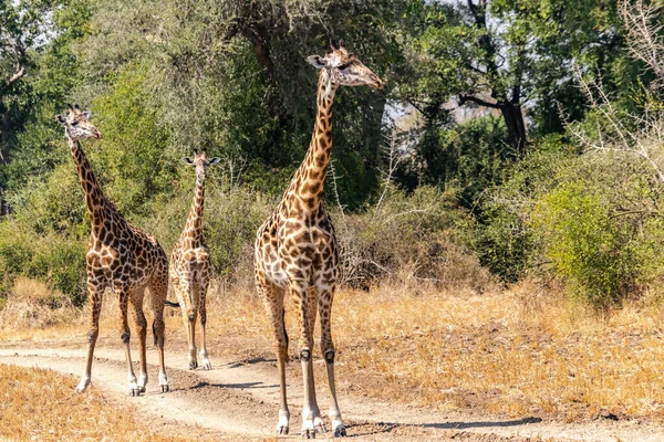 Zbliżenie Grupy Żyraf Jedzących Krzakach — Zdjęcie stockowe