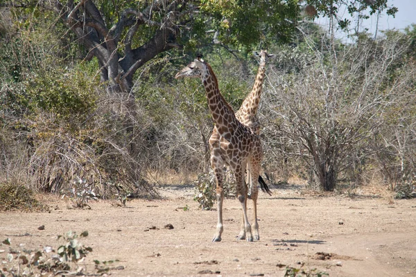 Close Grupo Girafas Comendo Mato — Fotografia de Stock