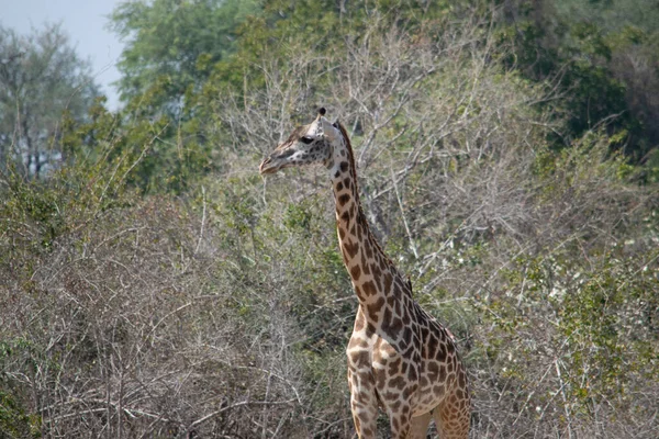 Close Uma Enorme Girafa Comendo Mato — Fotografia de Stock