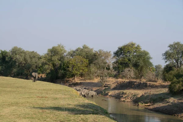 Удивительный Крупный План Огромной Группы Слонов Пересекающих Воды Африканской Реки — стоковое фото