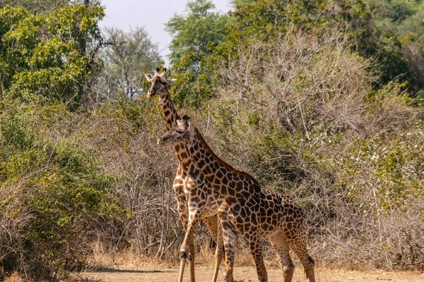 Zbliżenie Grupy Żyraf Jedzących Krzakach — Zdjęcie stockowe