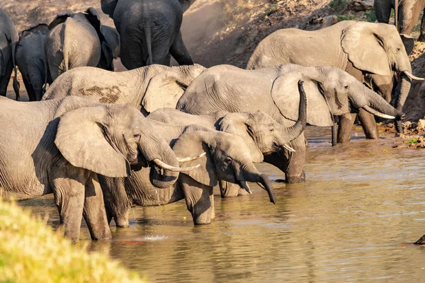 Удивительный Крупный План Огромной Группы Слонов Пересекающих Воды Африканской Реки — стоковое фото