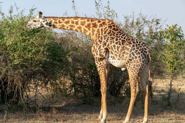 Primo Piano Una Gigantesca Giraffa Che Mangia Nel Cespuglio — Foto Stock