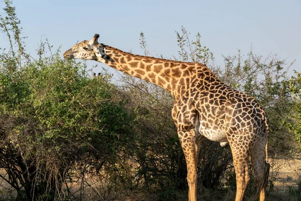 Detailní Záběr Obrovské Žirafy Pojídající Křoví — Stock fotografie