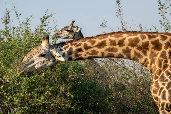 Großaufnahme Einer Riesigen Giraffe Die Busch Frisst — Stockfoto