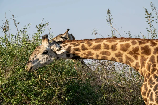 Close Huge Giraffe Eating Bush — Stock Photo, Image