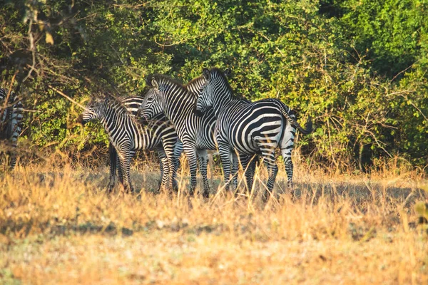 Close Group Zebras Standing Savanna — Stock Photo, Image