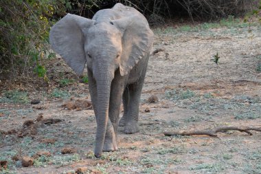 Afrika nehrinin kumlu kıyılarında bir fil yavrusunun inanılmaz yakın çekimi.