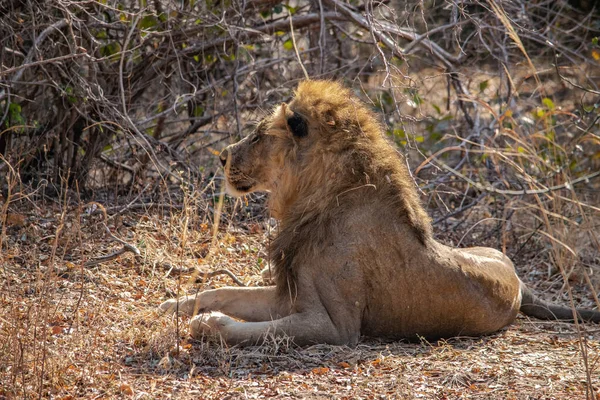 Close Beautiful Lion Resting Hunting — Stock Photo, Image