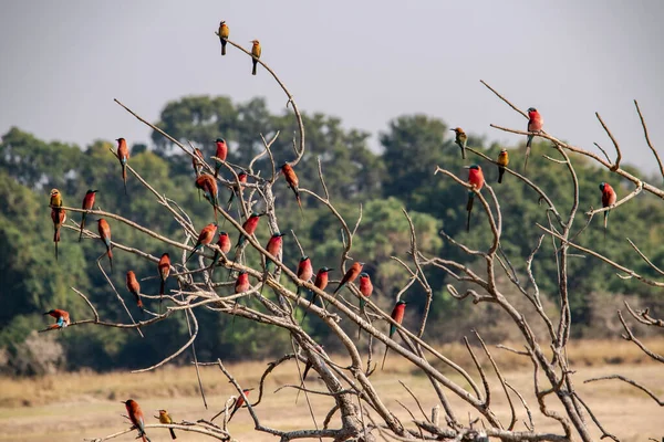 Ağaçta Dinlenen Bir Karmine Arı Yiyici Sürüsünün Yakın Çekimi — Stok fotoğraf